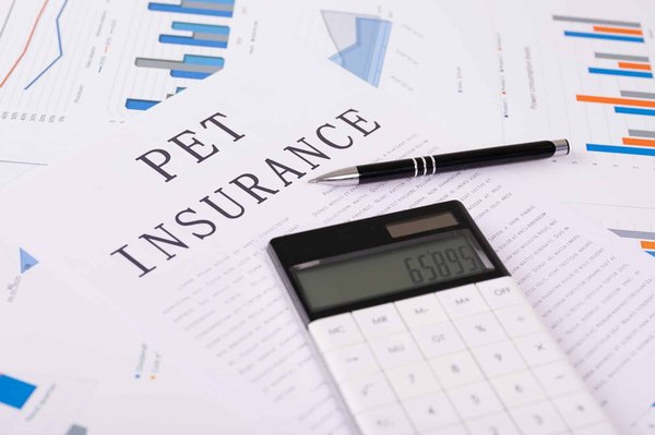 Assurance animale : est-elle nécessaire pour votre pet?